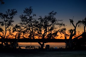 河边黄昏树木剪影图片